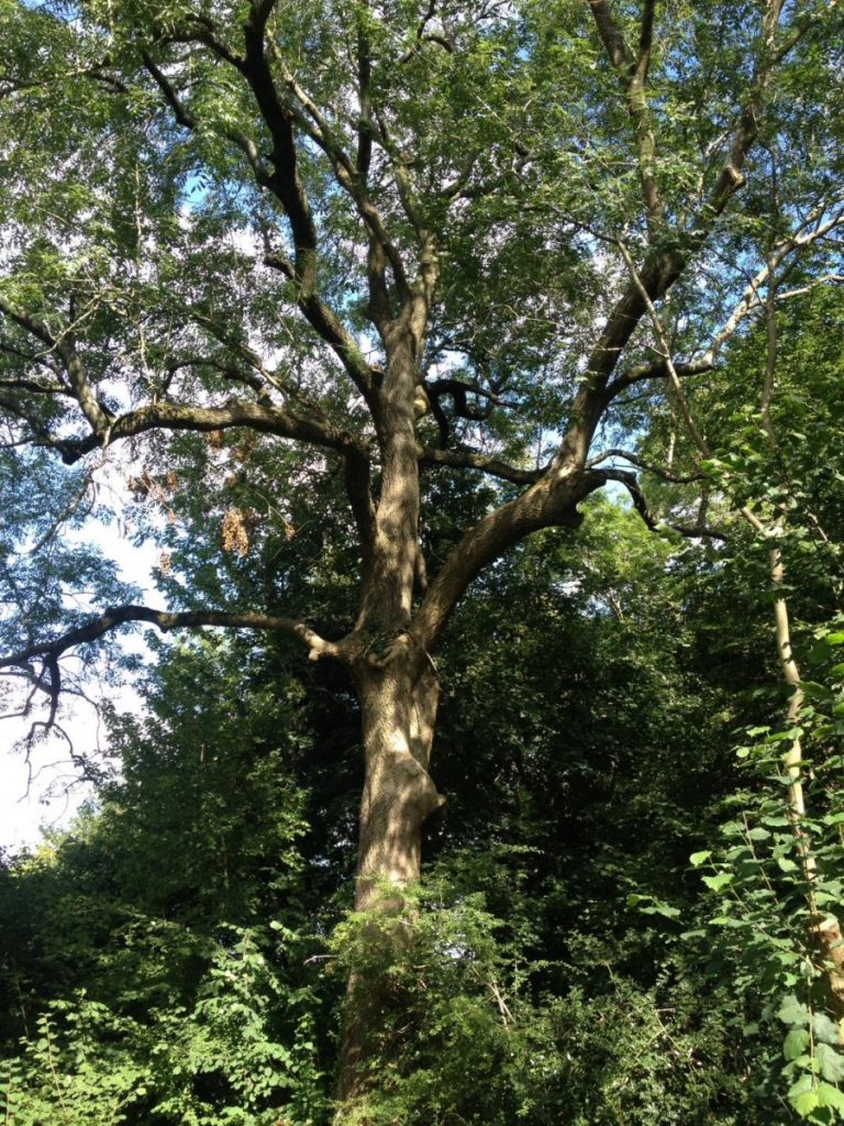 Our 100-year-old ash tree